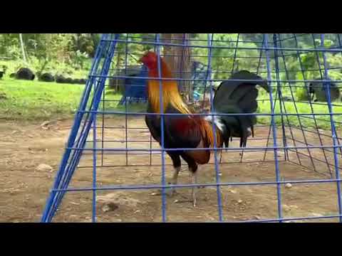 Sue Wilson Gilmore hatch