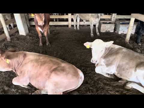 ￼Mostra de animais da 16ª Feira da Primavera de Capão Alto-SC (26/11/2025)