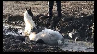 Saving a horse.