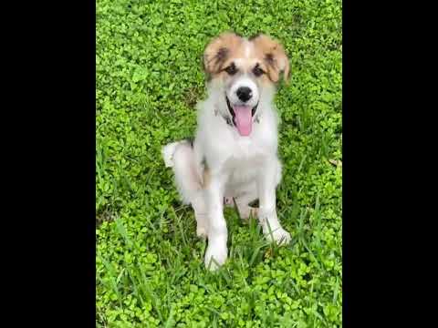 Apollo, an adopted Great Pyrenees Mix in Warwick, RI_image-1