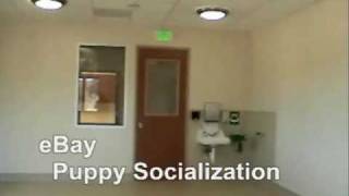 Puppy Care Center: eBay Puppy Socialization