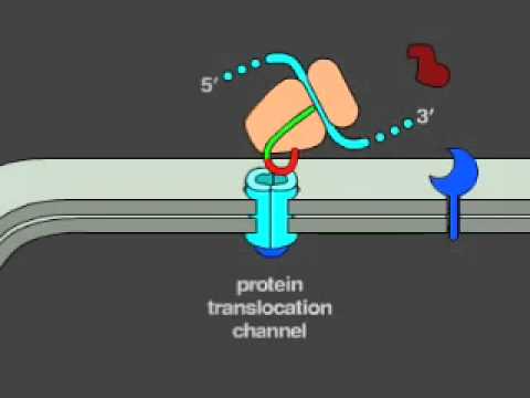 Translocação de proteínas