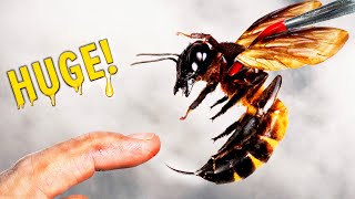 STUNG by a Giant Honey Bee! (Aggressive)