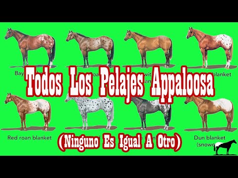 , title : 'Pelajes Appaloosa (Oficiales en el ApHC)🐴-Del Cerro Soy'