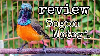 Download lagu SUN SOGON BIRD REVIEW | SUN SOGON | SUN HUMMINGBIRD | SUN SONG BIRD mp3 Download lagu SUN SOGON BIRD REVIEW | SUN SOGON | SUN HUMMINGBIRD | SUN SONG BIRD mp3