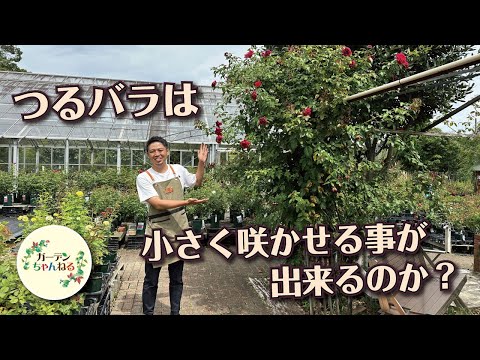 つるバラ「ニュードーン」 植物