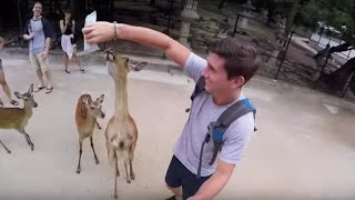 I GOT ATTACKED BY DEER (Miyajima Island)