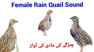 Download lagu Female Rain Quail/Changy ki madi ki awaz/چنگے کی مادی کی آواز//Chinga batair/ Quail Call. mp3