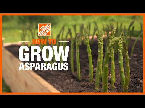 , title : 'How to Grow Asparagus | Edible Gardening | The Home Depot'