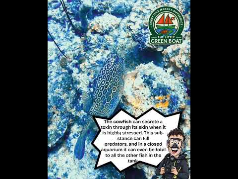 Cowfish 🧐🌊 𝗖𝗨𝗥𝗔𝗖𝗔𝗢 𝗨𝗡𝗗𝗘𝗥𝗪𝗔𝗧𝗘𝗥 𝗖𝗨𝗥𝗜𝗢𝗦𝗜𝗧𝗜𝗘𝗦 🌊🧐