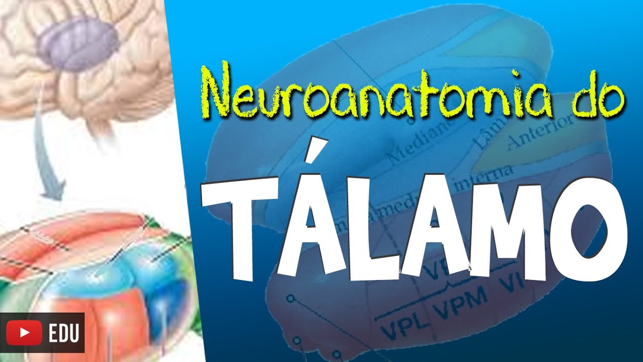 TÁLAMO: Neuroanatomia Funcional (Vídeo Aula) Rogério Souza