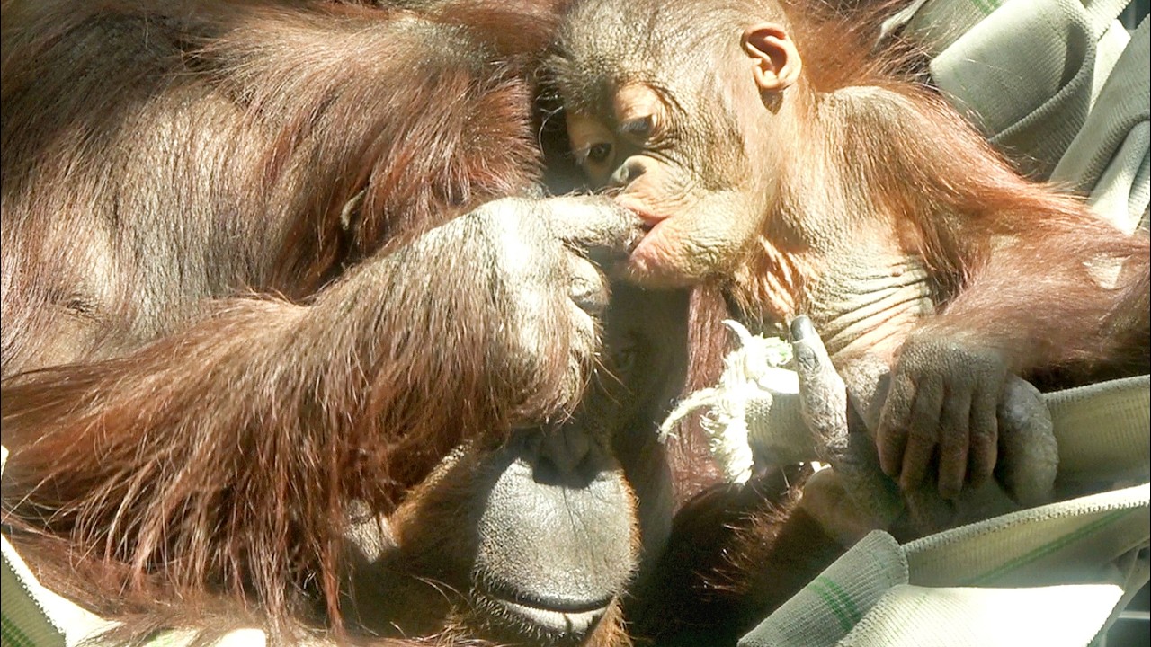 おもしろ親子キキとキーボー・オランウータン　2026/03/17