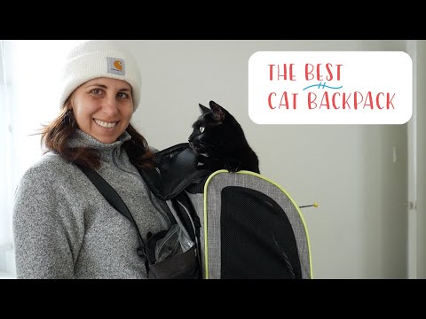 Backpack Train Your Cat – Get To Know Our Favorite Style For Training