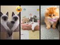 Cute Kittens ‍ New Funny Cats 2024 FunnyCats Episode 2398