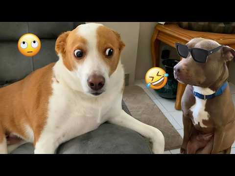 I dare you not to LAUGH at these FUNNY DOGS 😁🦮 - Best Funny Animals Videos 2026 #16
