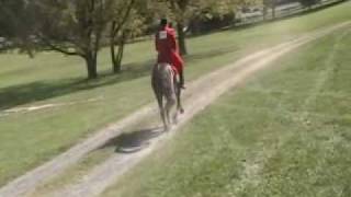preview picture of video 'Global Power TWH Gelding'