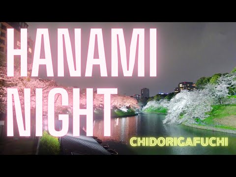 Tokyo Night Cherry Blossoms - Sakura Illumination at Chidorigafuchi