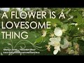 A Flower Is A Lovesome Thing - Marilyn Scott