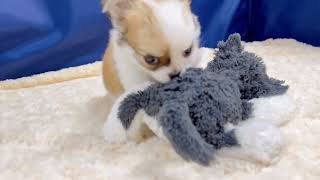 チワワ（ロング）の動画01