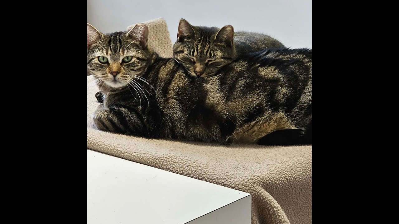 Enlarge Loretta, a ADOPTABLE Tabby in Brooklyn, NY video 4/4