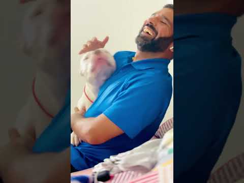 #youtube #doglover #pitbull #millionviews #pitbullvs #americanbully #shadow #tyson #shadow #million