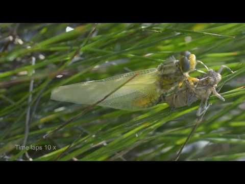 Eine Libelle schlüpft - Hatching dragonfly