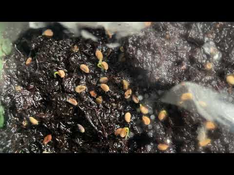 Sarracenia Seed Cold Stratification Success