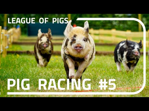 League of Pigs - Season 2 - Round 1!