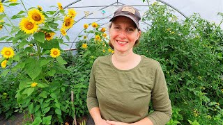 Biggest Tomato Harvest So Far – Garden Tour & Varieties