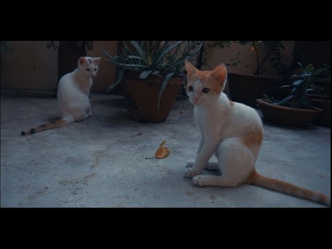 A Tale of Two Kitties - Short Film
