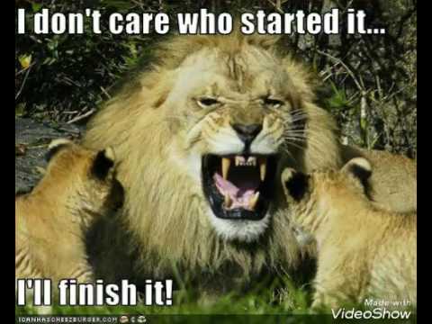 download lagu mp3 mp4 Funny Lion Pictures With Quotes, download lagu Funny Lion Pictures With Quotes gratis, unduh video klip Funny Lion Pictures With Quotes