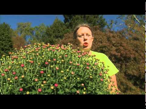 Caring for Potted Chrysanthemums