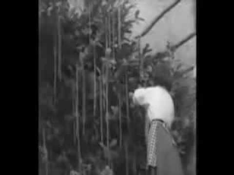 vor 53 Jahren - Spaghetti-Ernte im Tessin