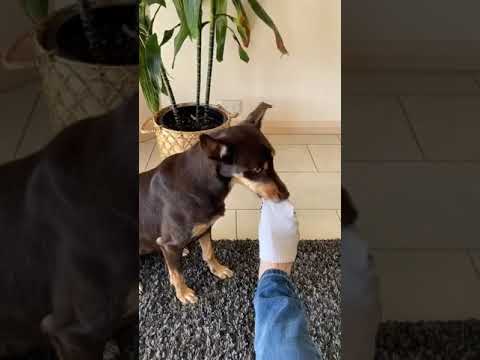 Teach your dog to take your socks off 🐶😂🤷‍♂️