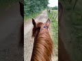 Arabo-trotteur alezan de 7 ans
