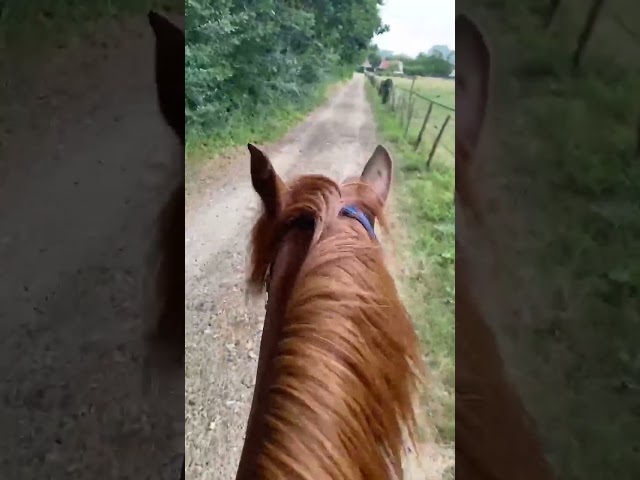 Arabo-trotteur alezan de 7 ans
