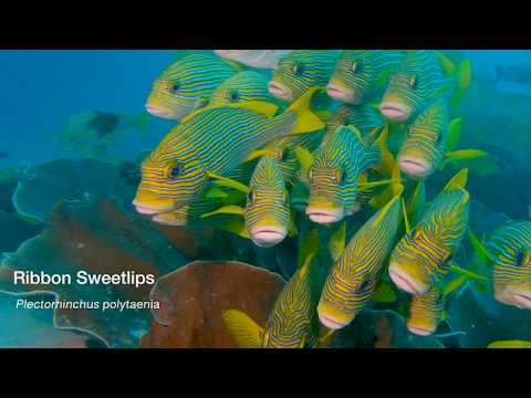 7 Sweetlips - scuba diving video