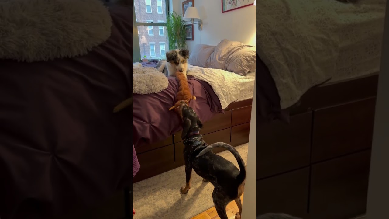 Enlarge Theo, a ADOPTABLE Australian Shepherd in Clinton, NJ video 5/6