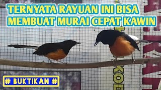 Download lagu Woow | Rayuan Jantan Yang Begini Bikin Murai Betina Klepek Klepek | Pancingan Murai Agar Cepat Kawin mp3 Download lagu Woow | Rayuan Jantan Yang Begini Bikin Murai Betina Klepek Klepek | Pancingan Murai Agar Cepat Kawin mp3