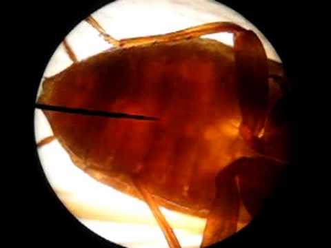 Insect Internal Organs