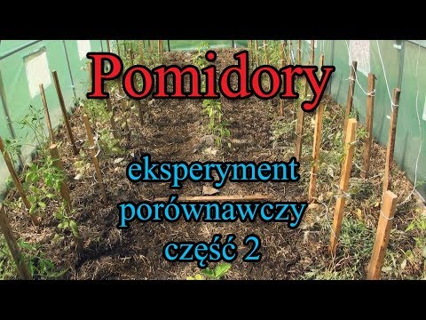 Pomidory - eksperyment porównawczy - część 2 - pierwsze różnice w uprawie i nawadnianie