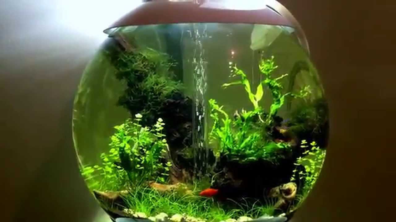 Biorb 60 freshwater planted aquarium p1