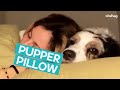 Dog Wants To Be A Pillow ViralHog
