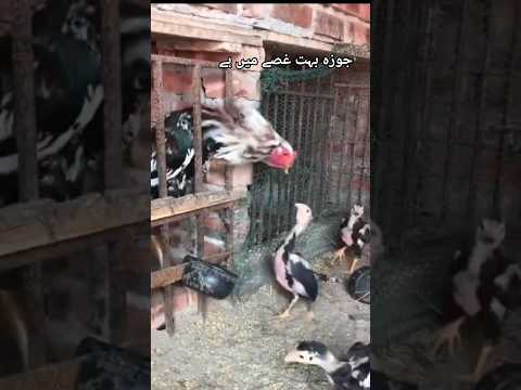 Aseel chick full angry mood 🔥🔥#aseelmurga #murga #rooster #aseel #chicks #ytshorts #shortsfeed