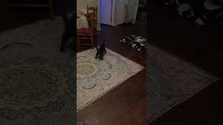 Kittens love rubber balls #farming #kitten #cat #shorts