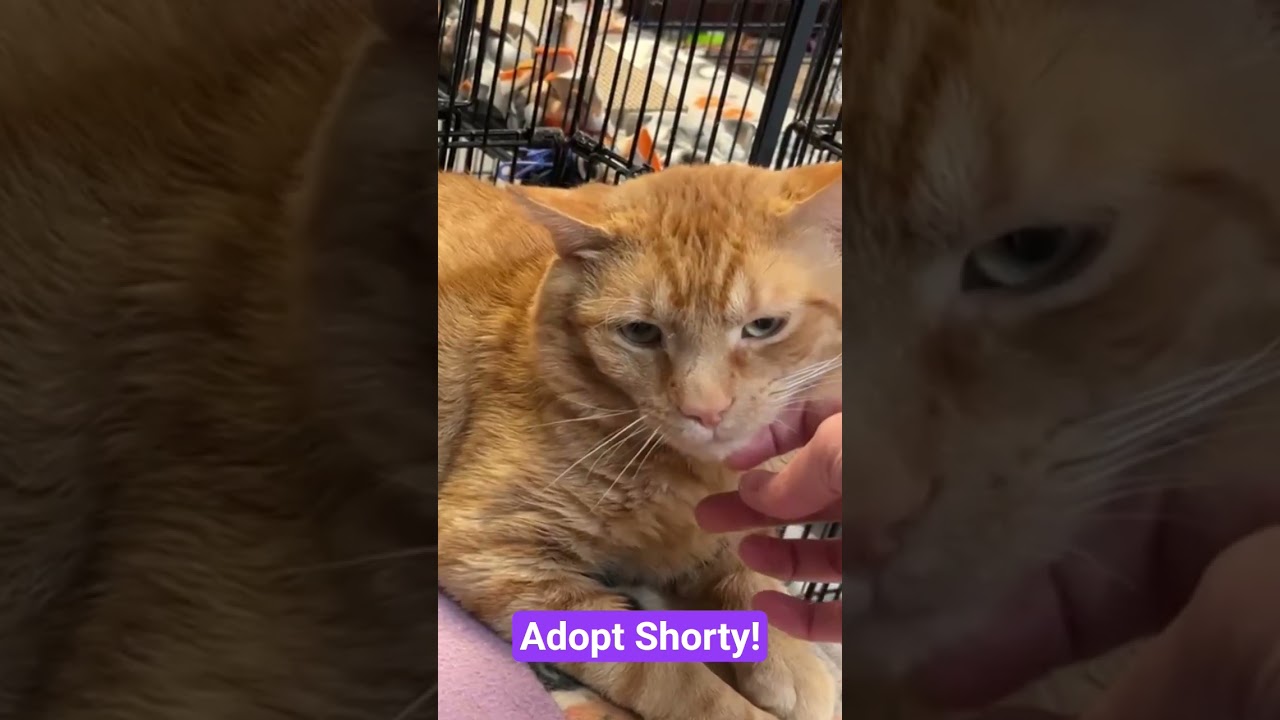 Enlarge W2 SHORTY, a Adoptable mixed breed in Southbury, CT video 3/3