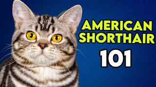 Download lagu American Shorthair 101 - Inilah yang Perlu Anda Ketahui! mp3