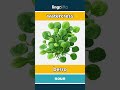 watercress - berro video thumbnail