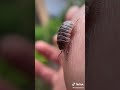 Say Hello to my tiny friend! The Pill bug!