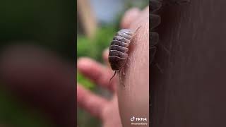 Say Hello to my tiny friend! The Pill bug!